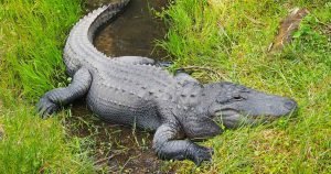 Florida known for alligators