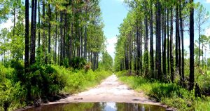 The-Florida-Trail